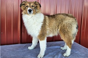 Forrest - Shetland Sheepdog - Sheltie for sale