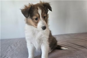 Maggie - Shetland Sheepdog - Sheltie for sale