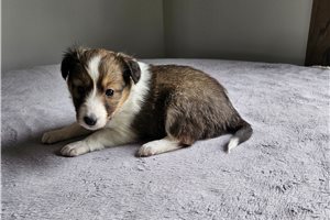 Moonbeam - Shetland Sheepdog - Sheltie for sale