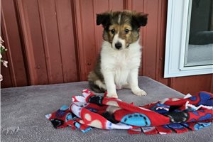 Levi - Shetland Sheepdog - Sheltie, placed in Southeast IA