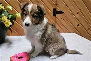 Fiona - puppy for sale