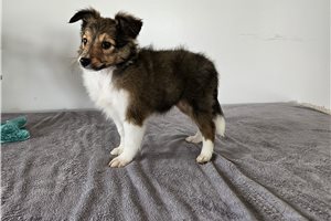 Sarah - puppy for sale