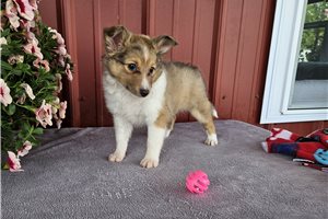Dixie - Shetland Sheepdog for sale