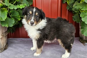 Finley - puppy for sale