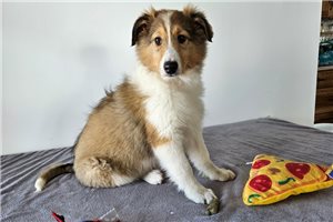 Felix - puppy for sale