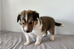 Selene - puppy for sale