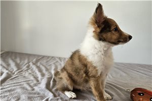 Henri - puppy for sale
