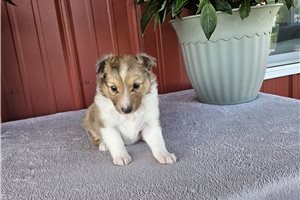 Dixie - Shetland Sheepdog - Sheltie for sale