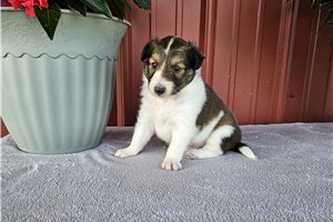 Levi - Shetland Sheepdog - Sheltie for sale