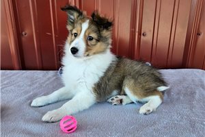 Maggie - Shetland Sheepdog - Sheltie for sale
