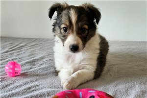 Hope - puppy for sale