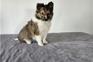 Evelyn - puppy for sale