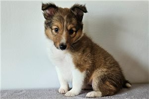 Hanna - puppy for sale