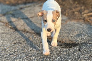 Benjamin - Italian Greyhound for sale