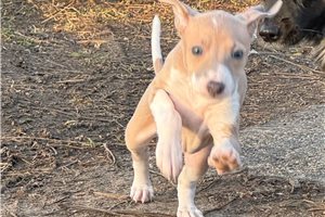 Tiny A - Italian Greyhound for sale