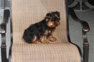 Devon - Yorkshire Terrier - Yorkie for sale