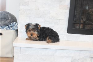 Alister - Yorkshire Terrier - Yorkie for sale