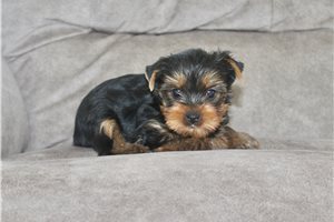 Drew - Yorkshire Terrier - Yorkie for sale