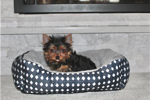 Georgie - Yorkshire Terrier - Yorkie for sale
