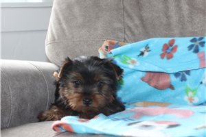 Devon - Yorkshire Terrier - Yorkie for sale