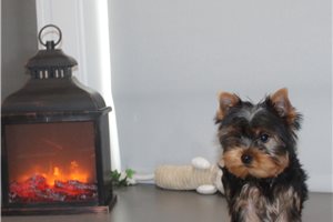 Drew - Yorkshire Terrier - Yorkie for sale