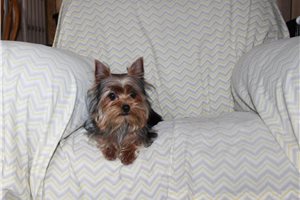 Sweetheart - puppy for sale