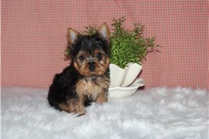 Valerie - puppy for sale
