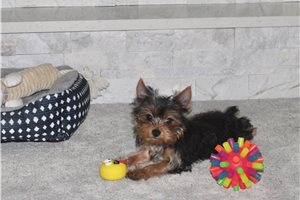 Fauna - puppy for sale