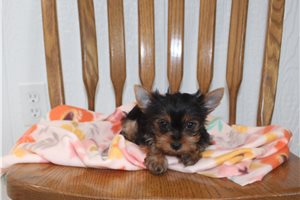 Fauna - puppy for sale