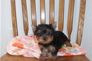 Foxy - puppy for sale