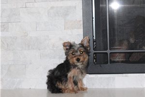 Victor - puppy for sale