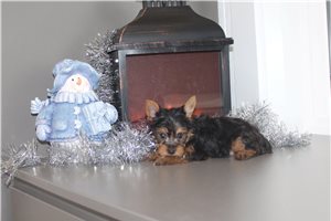 Britt - Yorkshire Terrier - Yorkie for sale