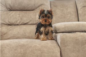 Cedar - puppy for sale