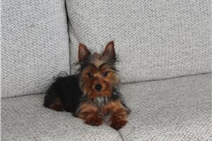 Figaro - Yorkshire Terrier - Yorkie for sale