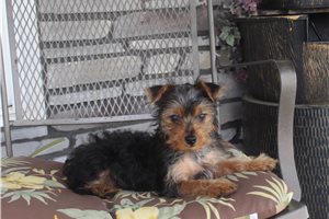 Figaro - Yorkshire Terrier - Yorkie for sale