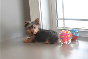 Chase - Yorkshire Terrier - Yorkie for sale