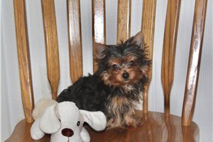 Georgie - Yorkshire Terrier - Yorkie for sale