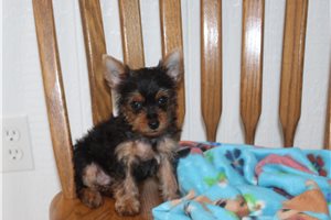 Figaro - puppy for sale