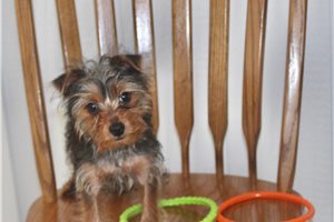 Figaro - Yorkshire Terrier - Yorkie for sale