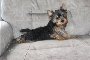 Fauna - Yorkshire Terrier - Yorkie for sale