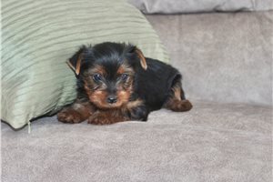 Devon - puppy for sale
