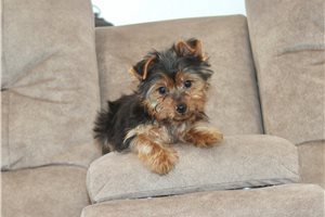 Clover - puppy for sale