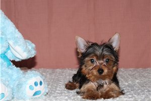 Baxter - Yorkshire Terrier - Yorkie for sale