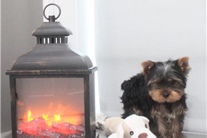 Devon - Yorkshire Terrier - Yorkie for sale