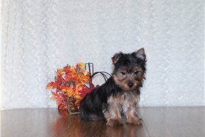 Yosef - puppy for sale