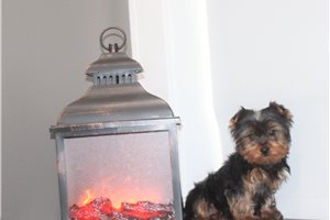 Devon - Yorkshire Terrier - Yorkie for sale