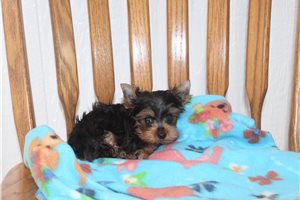 Ford - Yorkshire Terrier - Yorkie for sale