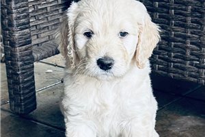 Grover - Goldendoodle for sale
