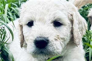 Gobie - puppy for sale