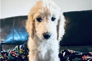 Geller - puppy for sale